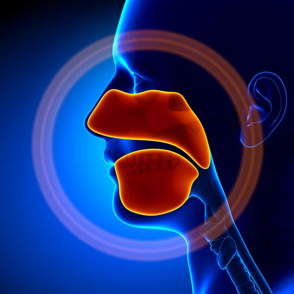 ENT (Ear, Nose & Throat)